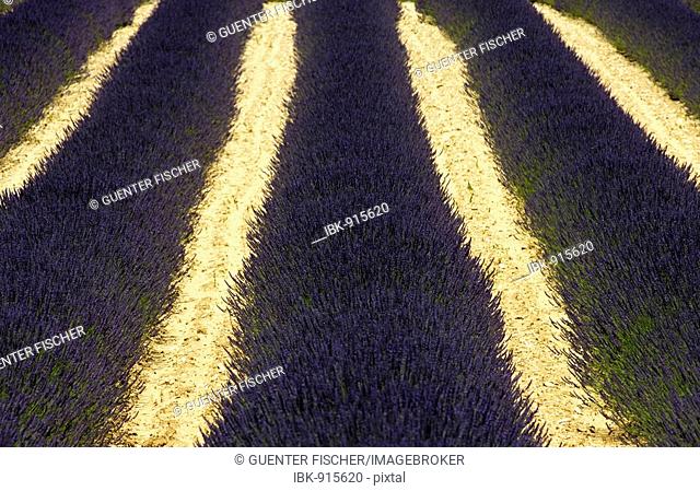 Rows of Common Lavender (Lavandula angustifolia), Provence, France, Europe