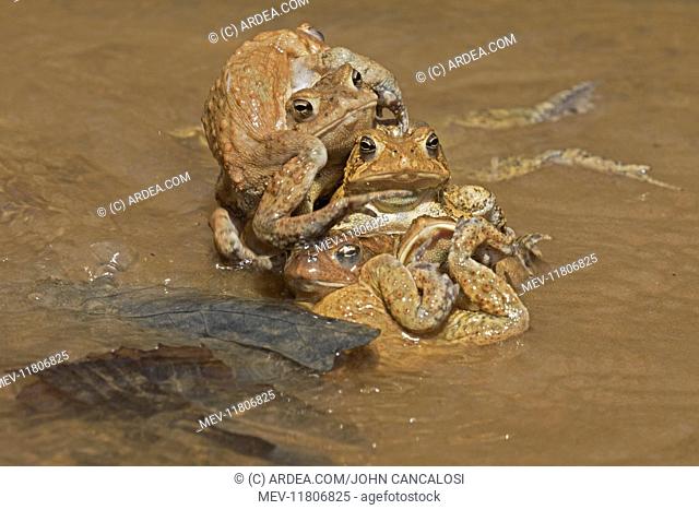 American toads, Anaxyrus americanus, formerly Bufo americanus, several males attempting to mate with a single female, Maryland