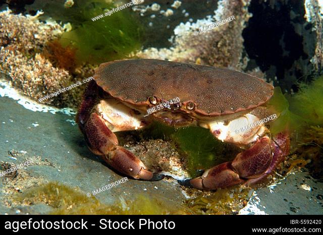 Edible crabs (Cancer pagurus), Other animals, Crustaceans, Animals, Edible crab adult, attacking limpet, Kimmeridge Bay, Isle of Purbeck, Dorset, England