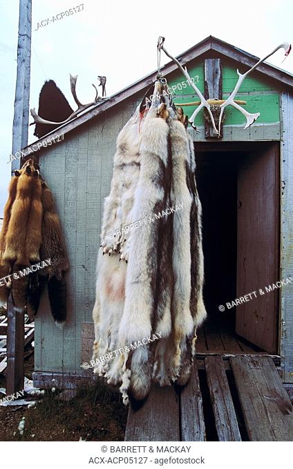 Grey or Timber Wolf skins on trappers cabin, Newfoundland and Labrador, Canada