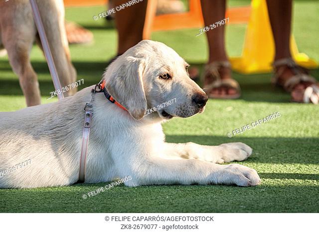 Golden retriever three months old wet dog portrait