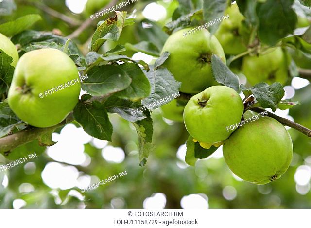 Apples growing in garden