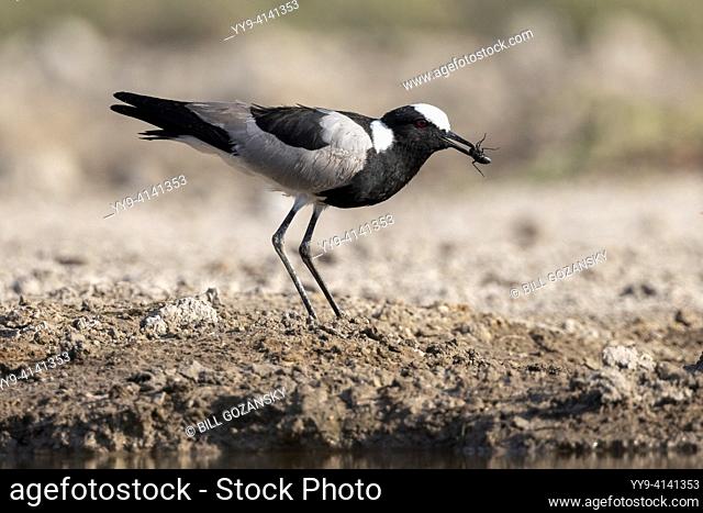 Blacksmith lapwing or blacksmith plover (Vanellus armatus) with insect prey - Onkolo Hide, Onguma Game Reserve, Namibia, Africa