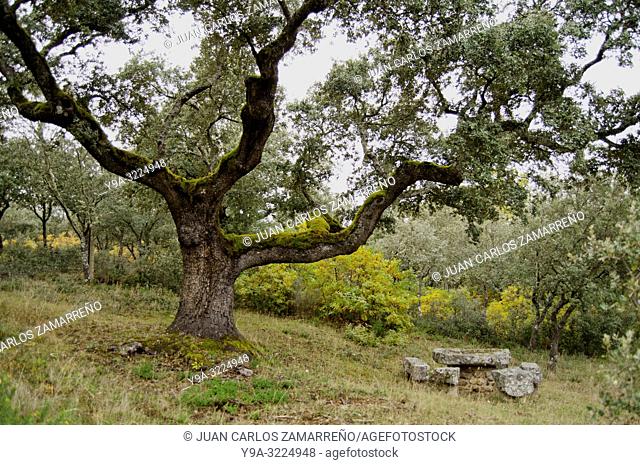 Quercus ilex, evergreen oak, ancient tree, encina at dehesa, Aldeanueva de la Sierra, Salamanca, Castilla y Leon, Spain