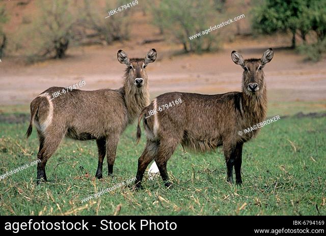 Ellipses-water goat (Kobus ellipsiprymnus), ellipses water goat, antelopes Chobe national park, Botswana, Ellipses-water goat, ellipses water goat, antelopes
