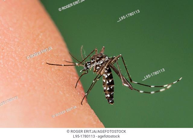Female of the Asian Tiger Mosquito Aedes albopictus biting on human skin and bloodfeeding to generate a new egg batch  Invasive