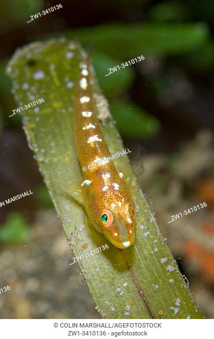 Common Ghostgoby (Pleurosicya mossambica, Gobiidae Family), Pante Kecil dive site, Lembeh Straits, Sulawesi, Indonesia, Pacific Ocean