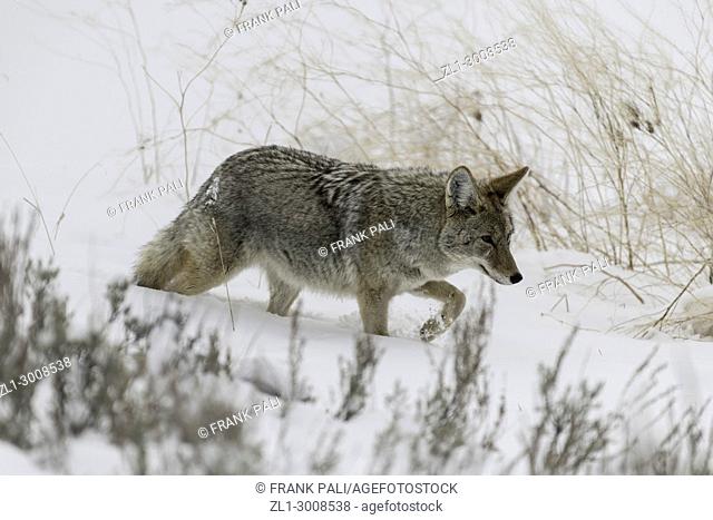 Coyote hunting in Yellowstone National Park