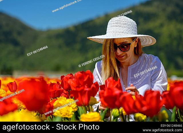 Well dressed middle aged woman wearing white straw hat, sitting between the rows of an amazing tulip plantation, showing love and enjoying the view of the...