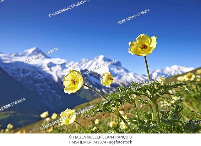 France, Haute Savoie, Chamonix Mont Blanc, Pulsatilla alpina