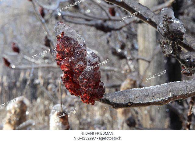 CANADA, MARKHAM, 24.12.2013, Fruit on a Staghorn sumac (Rhus typhina) tree encased in a thick layer of ice after an ice storm in Markham, Ontario, Canada
