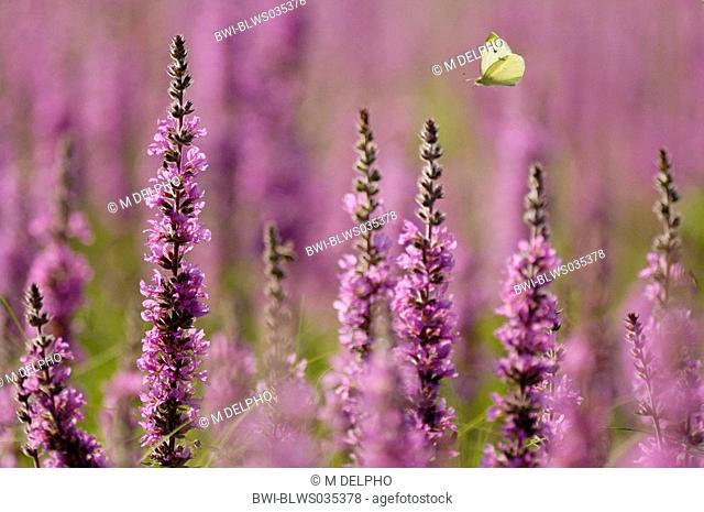 purple loosestrife, spiked loosestrife Artogeia rapae, Pieris rapae, Lythrum salicaria, blooming, with butterfly flying, Germany, Hesse