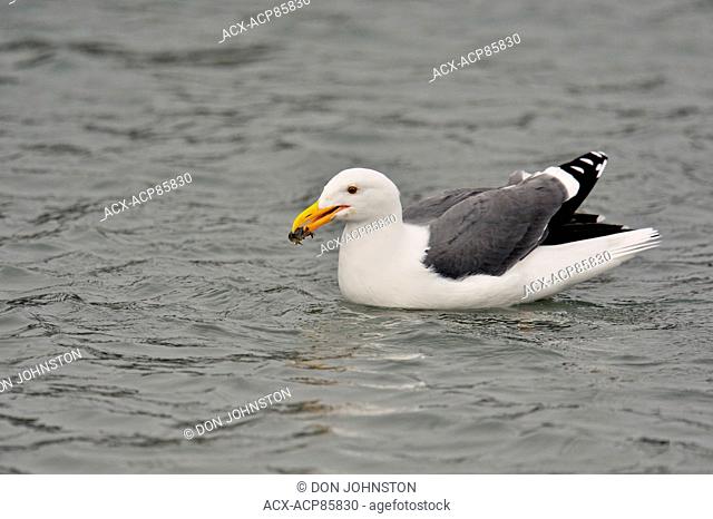 Western Gull (Larus occidentalis) with prey, Morro Bay, California, USA