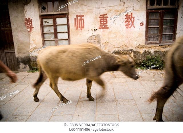 Ox in Guangxi, China