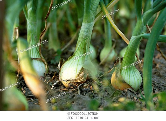 Onions growing in the garden