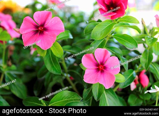 cape periwinkle in the garden