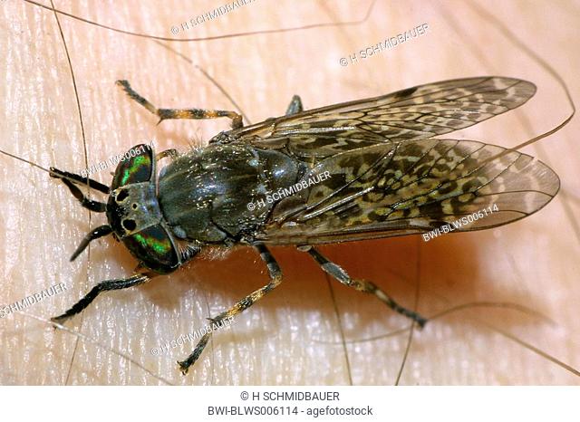 cleg-fly, cleg Haematopota pluvialis, on skin