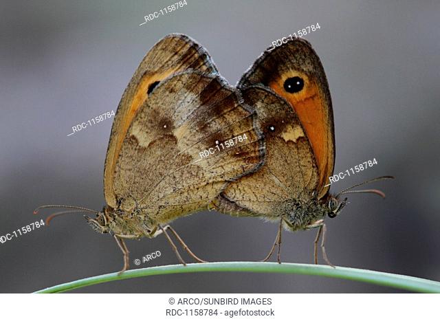 gatekeeper, Hedge brown butterfly