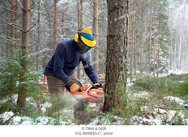 Logger sawing tree, Tammela, Forssa, Finland