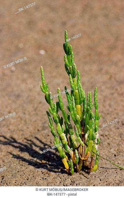 Edible salt-plant Glasswort Salicornia europaea in the waddensea at low-tide