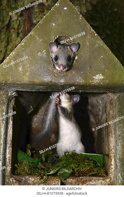 Edible Dormouse (Glis glis). Two juveniles playing in a nesting box. Germany