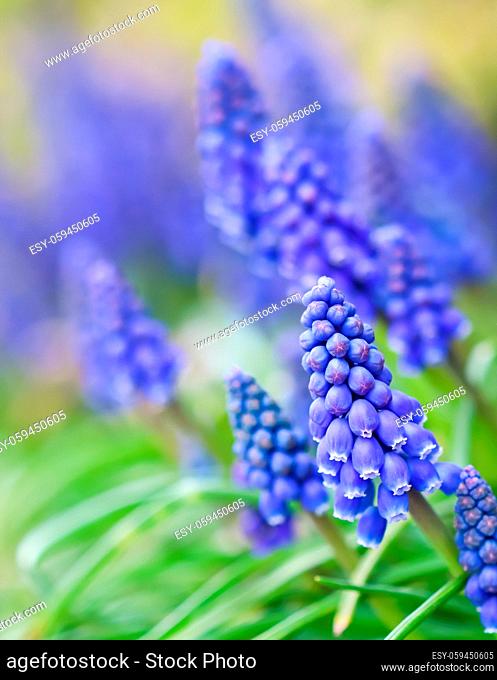 Blue buds flowers Muscari armeniacum or Grape Hyacinth. Viper bow