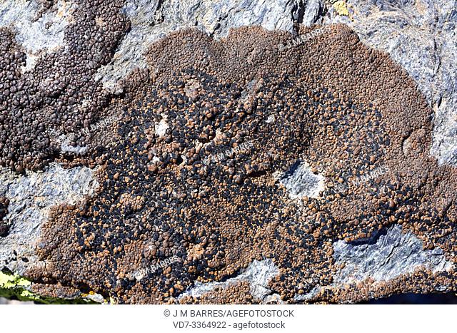 Lecidea atrobrunnea is a crustose lichen that grows on siliceous rocks. This photo was taken in Sierra Nevada National Park, Granada province, Andalucia, Spain