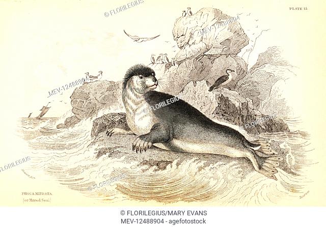 Hooded seal, Cystophora cristata (Mitred seal, Phoca mitrata). Handcoloured steel engraving by W.H. Lizars after an illustration by James Stewart from Robert...