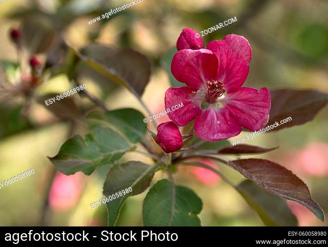 Branch of Blooming Pink Apple Tree with Flowers in Spring Orchard
