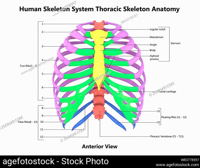 3D Illustration Concept of Human Skeleton System Thoracic Skeleton Described with Labels Anatomy