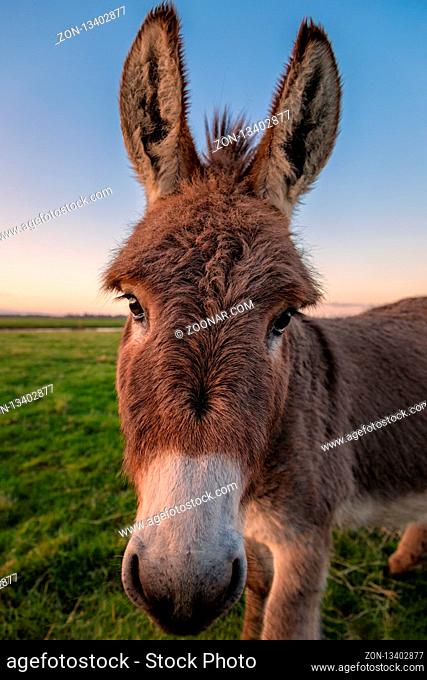 Close-up color image of a donkey with golden sunlight
