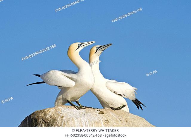 Northern Gannet Morus bassanus adult pair, displaying, standing on rock, Saltee Islands, Ireland
