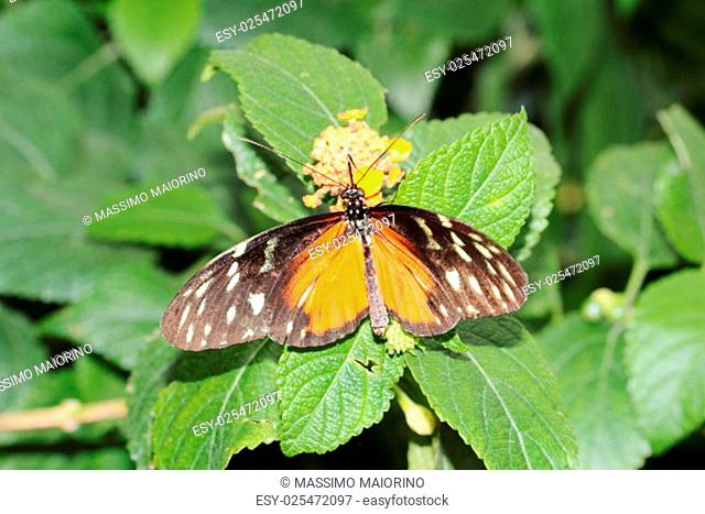 golden hecale butterfly - longwing