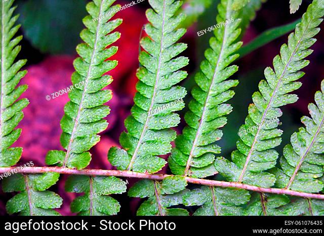 Green fern branch close-up. Background. Beginning of autumn