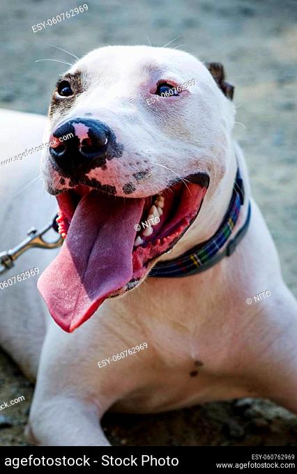 closeup of a male mongrel dog mix of Bull Terrier, Pit Bull and American Staffordshire Terrier lying on the ground