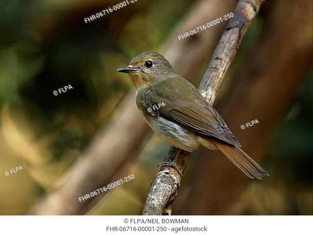 Blue-throated Flycatcher Cyornis rubeculoides adult female, perched on twig, Kaeng Krachan N P , Thailand, february