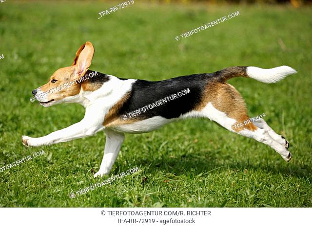 running young Beagle