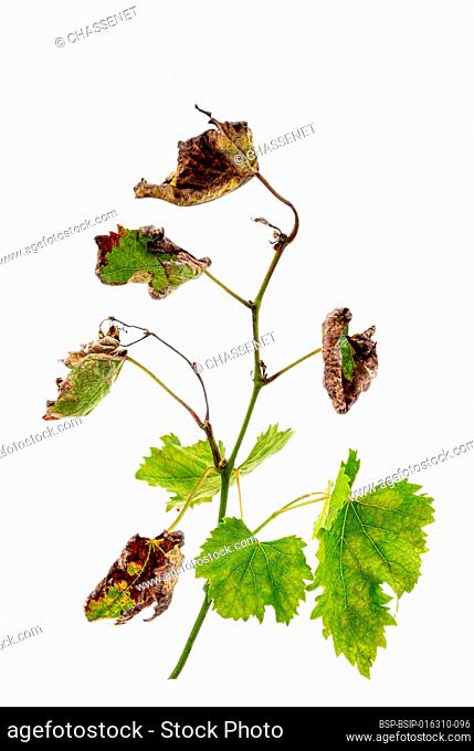 Symptoms of downy mildew : brown spots on vine leaves and stems, tomato stems, basil, eggplant