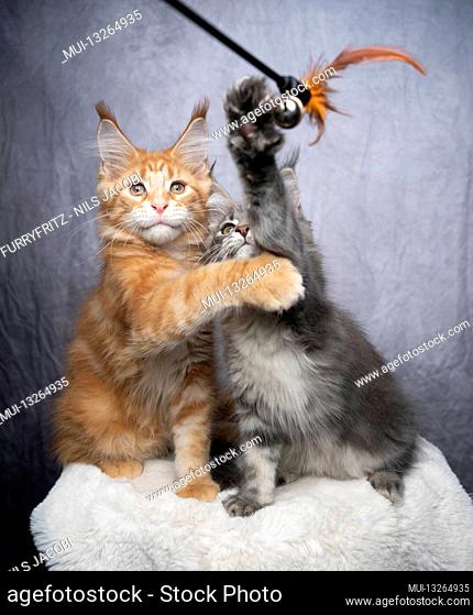 two different colored maine coon kittens playing together with feather toy on gray concrete style background