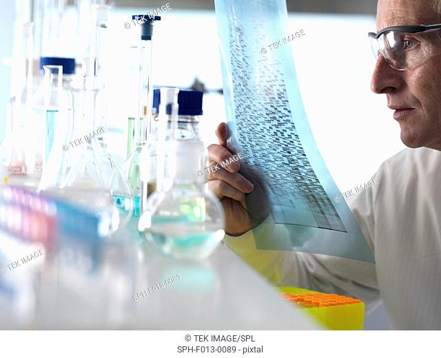 Researcher holding a DNA (deoxyribonucleic acid) gel during a genetic experiment in a laboratory