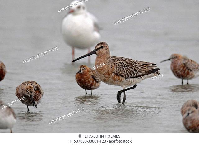 Asian Dowitcher Limnodromus semipalmatus adult, partial breeding plumage, with Curlew Sandpipers Calidris ferruginea in shallow water on tidal mudflats
