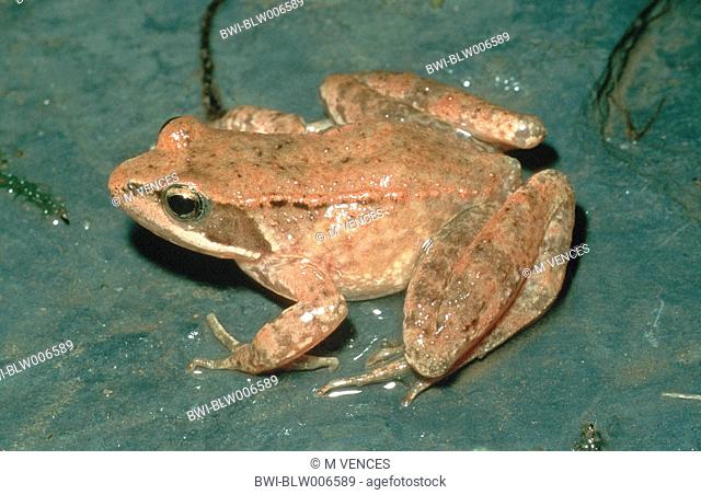 Iberian frog, Spanish frog Rana iberica, Aug 98