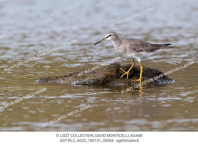 First-winter Grey-tailed Tattler (Tringa brevipes), as a vagrant on Terceira, Grey-tailed Tattler, Tringa brevipes