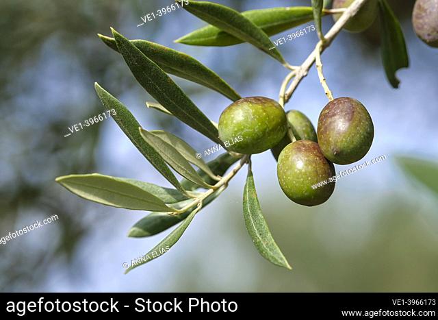 Ripe olives on the olive tree, Cordoba, Andalucia, Spain, Europe