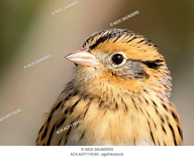 Portrait of a Le Conte's Sparrow, Toxostoma lecontei, perching in the grass in a Saskatoon marsh, in Saskatchewan, Canada