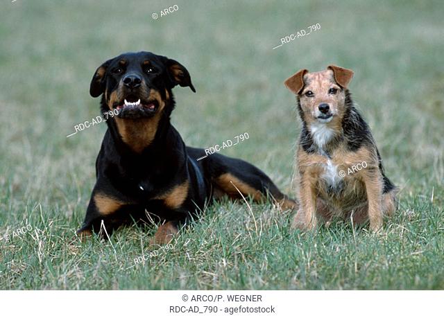 Rottweiler and Mixed Breed Dog