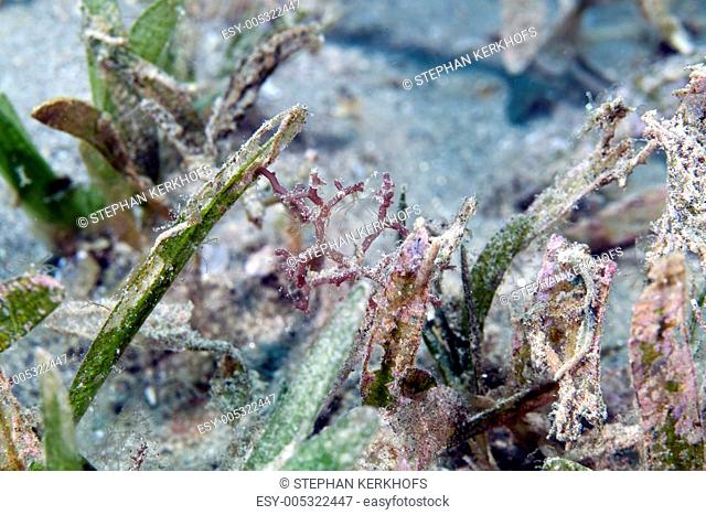 Detail of coral growth on seagrass in the Red sea