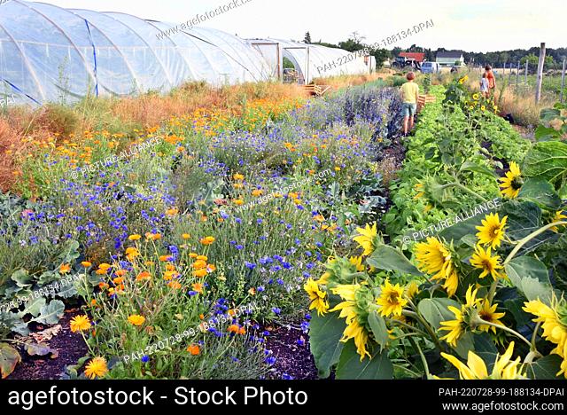 22 July 2022, Saxony, Kossa: On the 3, 000 square meter field of the Solidarity Farm ""Knackiger Acker"" stand, cornflowers, chamomile marigolds