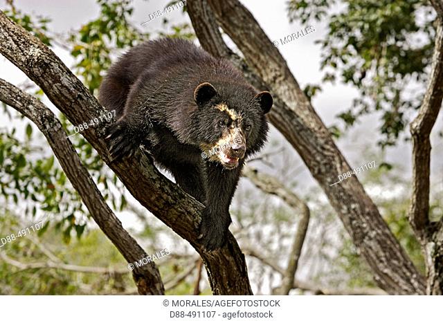 Spectacled Bear (Tremarctos ornatus). Venezuela