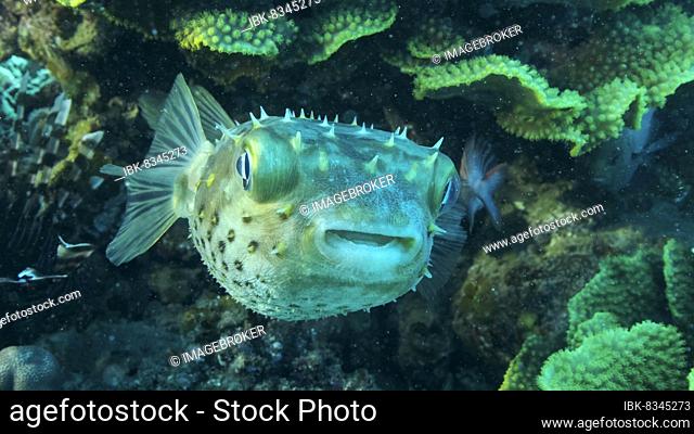 Porcupinefish is hiding under under Lettuce coral. Ajargo, Giant Porcupinefish or Spotted Porcupine Fish (Diodon hystrix) and Lettuce coral or Yellow Scroll...